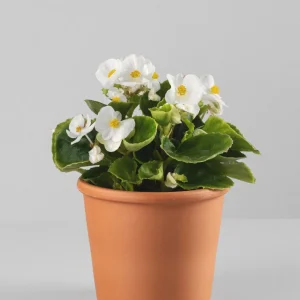 Begonia semperflorens