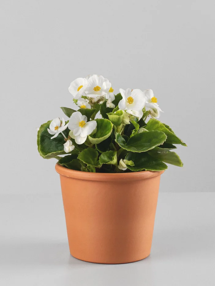 Begonia semperflorens