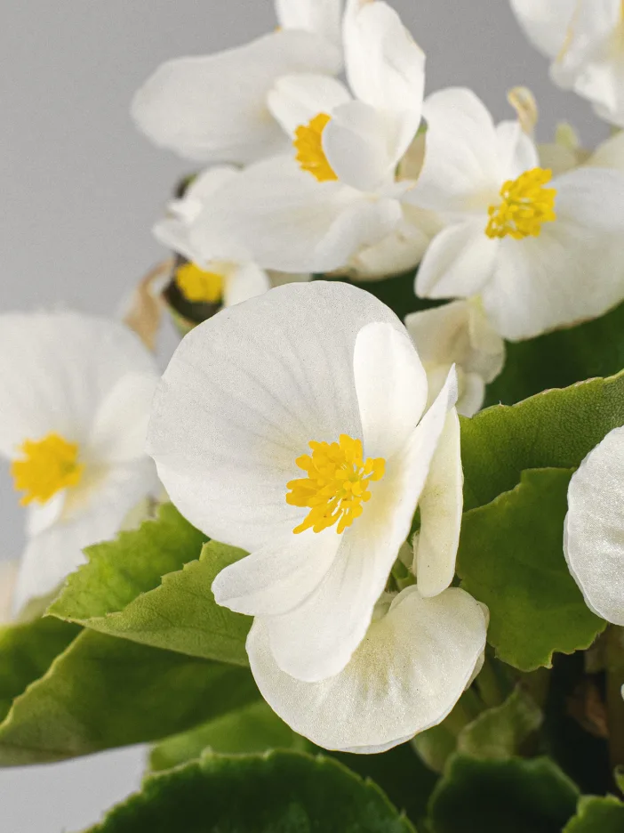 Begonia semperflorens - Imagen 2