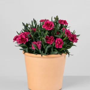 Dianthus caryophyllus 'Mini' - Clavel