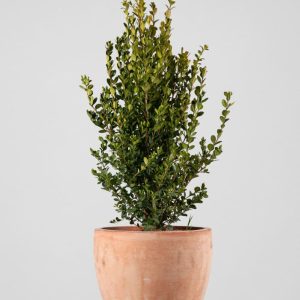 Boj arbusto (Buxus microphylla 'Faulkner')