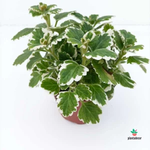 Planta del dinero variegada